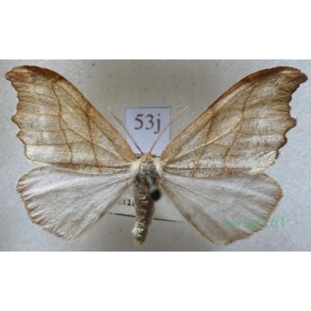 Falcaria lacertinaria (Linnaeus, 1758) male Wycinka jaszczurówka Czech53j